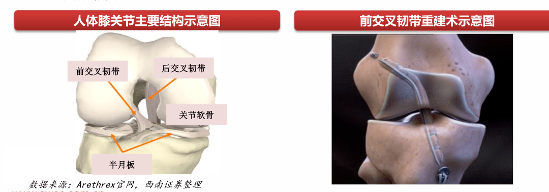 膝關節結構